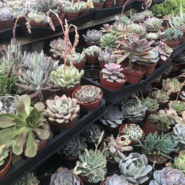 Martinez Nursery Anaheim Ca Martinez Nursery Anaheim Ca