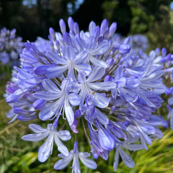 รูปภาพถ่ายที่ San Francisco Botanical Garden โดย Calvin C. เมื่อ 7/26/2023