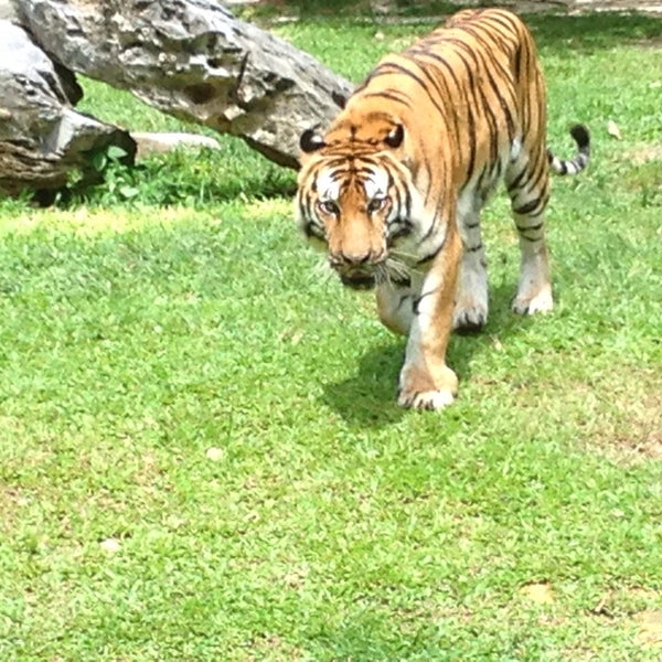 Долина тигров. Амурский тигр фото печать. Величественный тигр. Тигровые долины. Белый тигр тернистая долина.