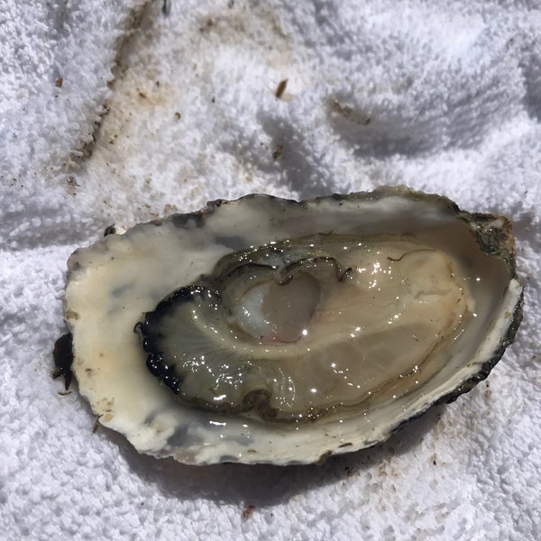 Photo taken at Tomales Bay Oyster Company by Christy W. on 7/1/2017