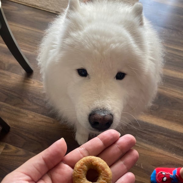 They have doggie “donuts” for your furry friend! 🐶