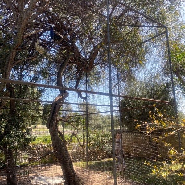 4/6/2023 tarihinde JH H.ziyaretçi tarafından Masseria Il Frantoio'de çekilen fotoğraf