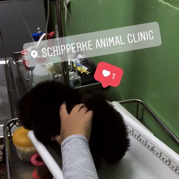Schipperke veterinary clinic sales