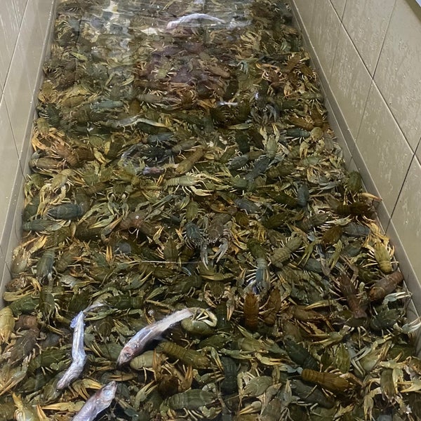 фестиваль рыбной ловли ерш 2013 самая юная участница омск. рыболовный магазин. центр рыболовства. рыбный завод салехард. центр рыболовства.