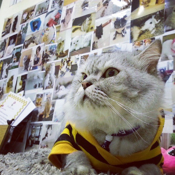 11/17/2014にiLoveWhopperがKitty Cat Caféで撮った写真