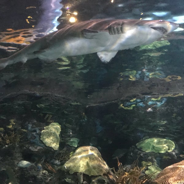 Photo taken at Ripley&#39;s Aquarium of the Smokies by Aaron C. on 4/1/2018