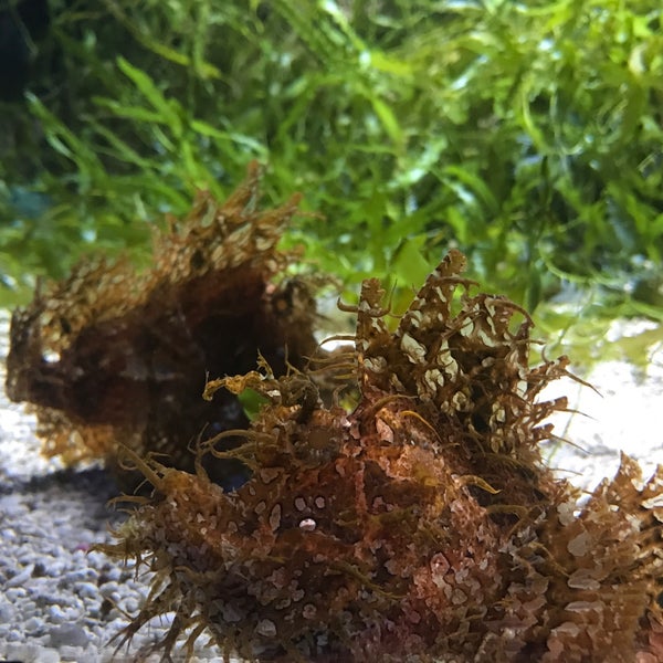 Foto tomada en Ripley&#39;s Aquarium of the Smokies  por Aaron C. el 8/29/2019