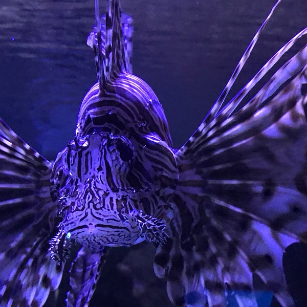 Photo taken at Ripley&#39;s Aquarium of the Smokies by Aaron C. on 8/30/2019