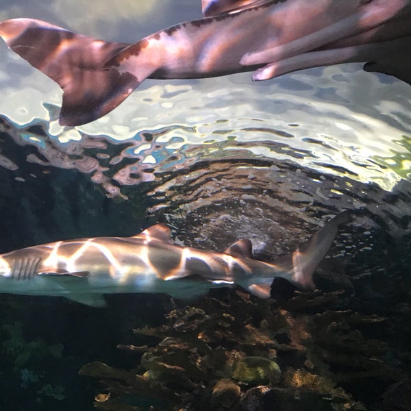 Photo taken at Ripley&#39;s Aquarium of the Smokies by Aaron C. on 4/1/2018