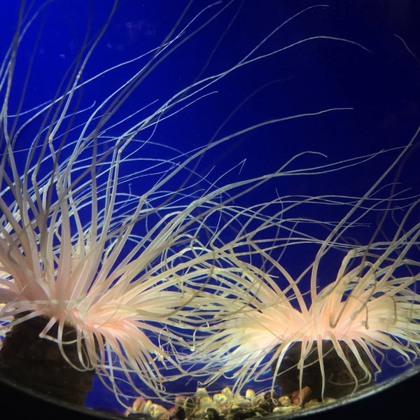 Foto tomada en Ripley&#39;s Aquarium of the Smokies  por Aaron C. el 8/29/2019