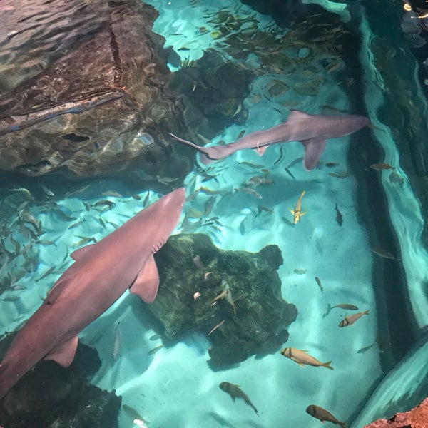 Photo taken at Ripley&#39;s Aquarium of the Smokies by Aaron C. on 8/30/2019