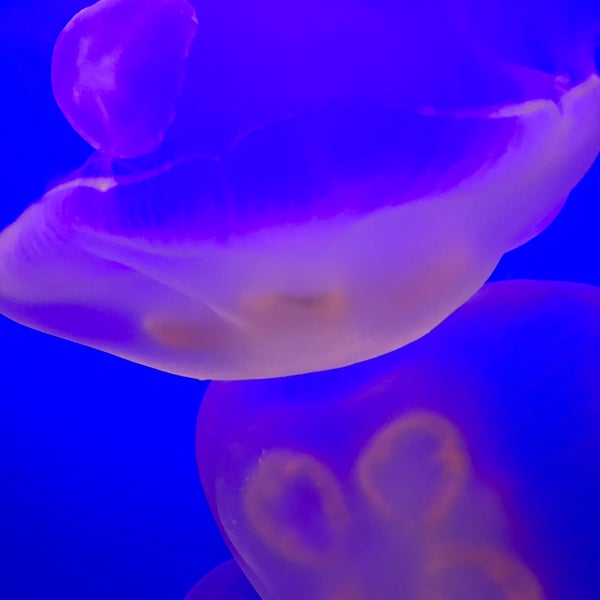 รูปภาพถ่ายที่ Ripley&#39;s Aquarium of the Smokies โดย Aaron C. เมื่อ 8/29/2019