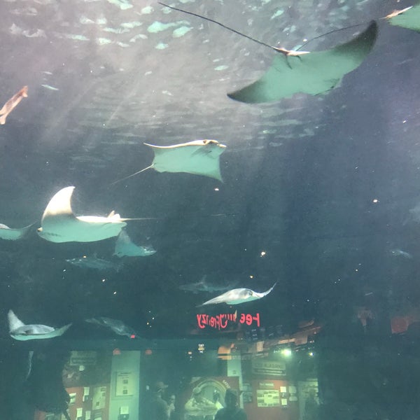 Photo taken at Ripley&#39;s Aquarium of the Smokies by Aaron C. on 4/1/2018