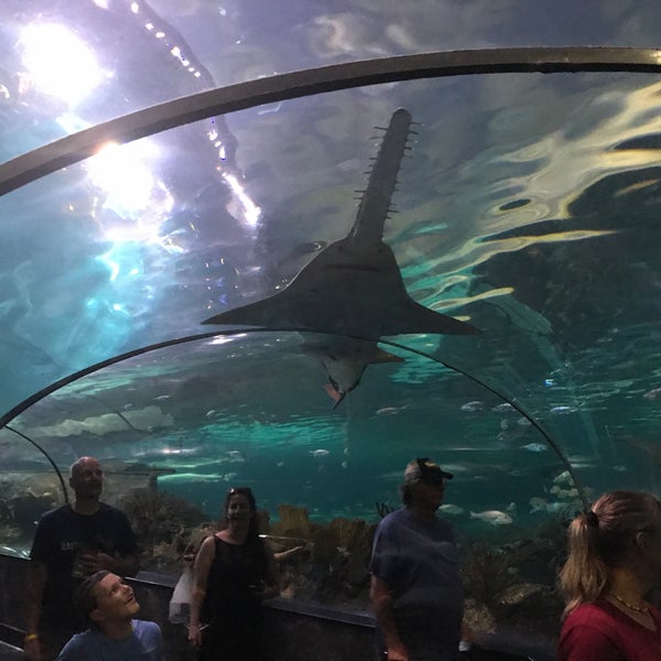 Foto diambil di Ripley&#39;s Aquarium of the Smokies oleh Aaron C. pada 8/30/2019