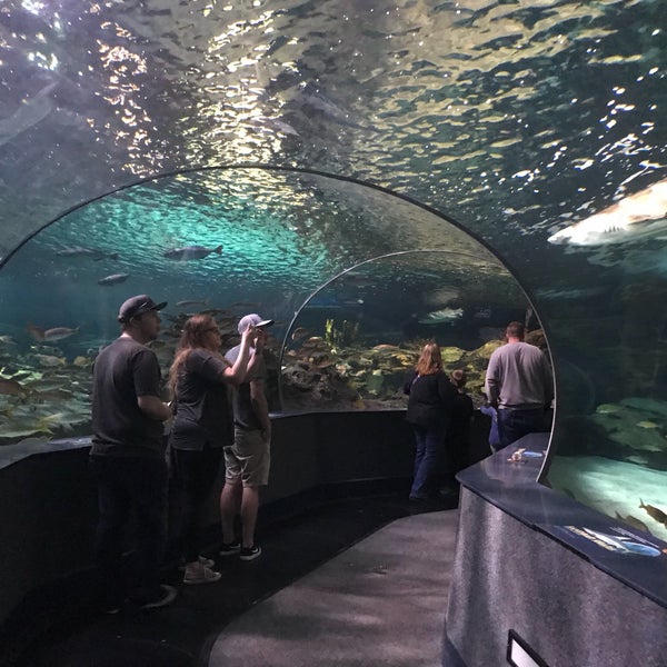 Photo taken at Ripley&#39;s Aquarium of the Smokies by Aaron C. on 4/1/2018