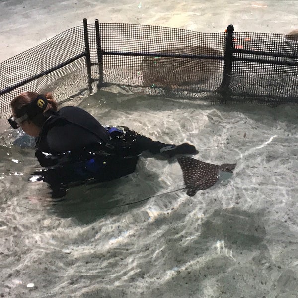 Снимок сделан в Ripley&#39;s Aquarium of the Smokies пользователем Aaron C. 8/30/2019