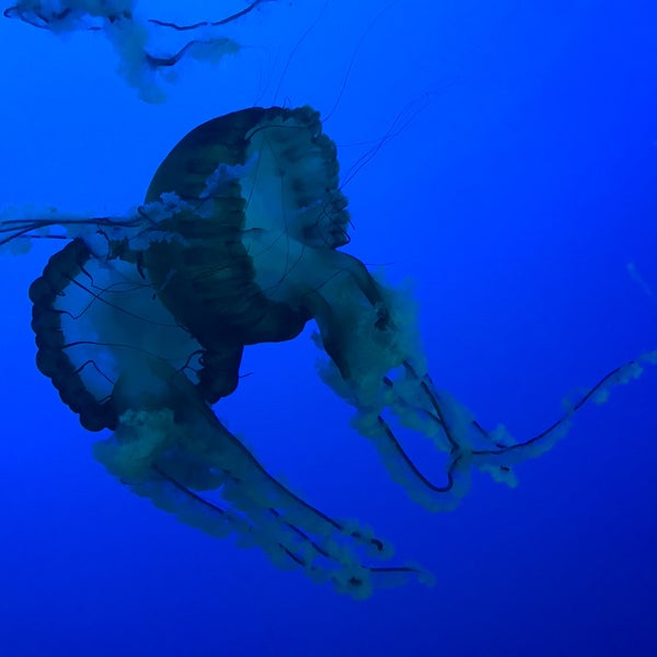 Foto diambil di Ripley&#39;s Aquarium of the Smokies oleh Aaron C. pada 8/30/2019