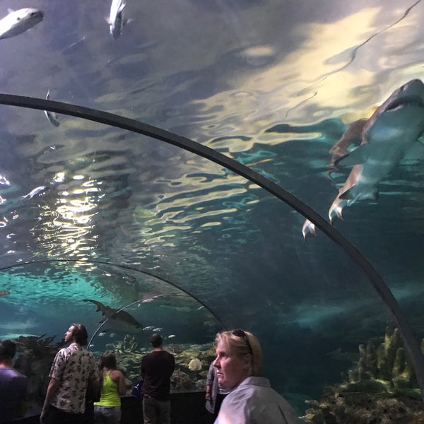 รูปภาพถ่ายที่ Ripley&#39;s Aquarium of the Smokies โดย Aaron C. เมื่อ 8/30/2019