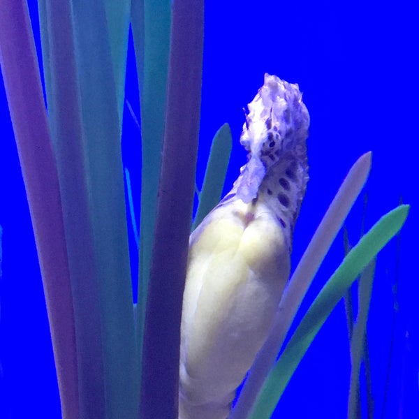 รูปภาพถ่ายที่ Ripley&#39;s Aquarium of the Smokies โดย Aaron C. เมื่อ 8/29/2019