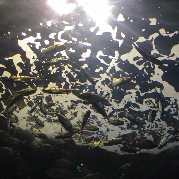 Photo taken at Ripley&#39;s Aquarium of the Smokies by Aaron C. on 4/1/2018