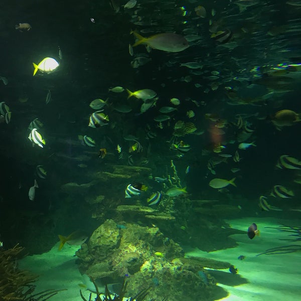 Photo taken at Ripley&#39;s Aquarium of the Smokies by Aaron C. on 8/29/2019