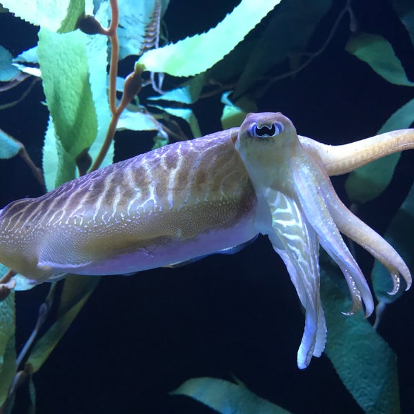 Снимок сделан в Ripley&#39;s Aquarium of the Smokies пользователем Aaron C. 8/30/2019