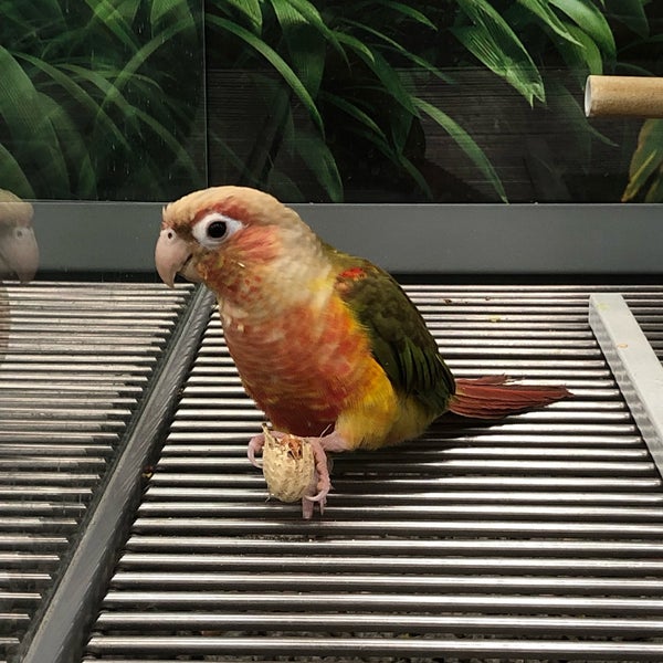 Petco Pet Supplies Store in La Canada