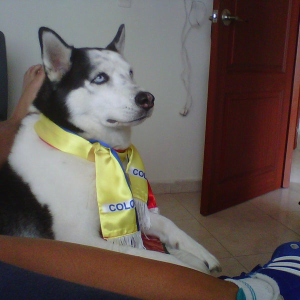 Fundación protectora de los animales Dosquebradas - Servicio para mascotas  en Dos Quebradas, Risaralda