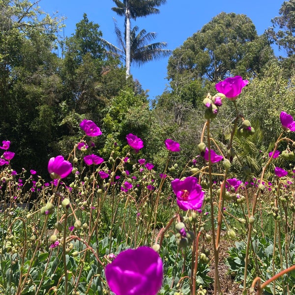 Foto scattata a San Francisco Botanical Garden da K L. il 7/1/2023