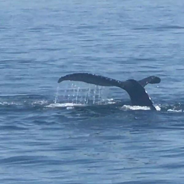 7/16/2017 tarihinde Julia M.ziyaretçi tarafından Cape Ann Whale Watch'de çekilen fotoğraf