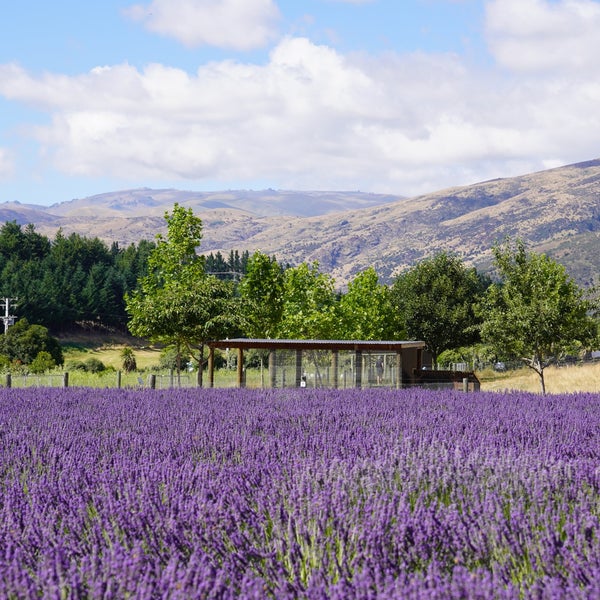 Foto tirada no(a) Wanaka Lavender Farm por Mai L. em 1/18/2023