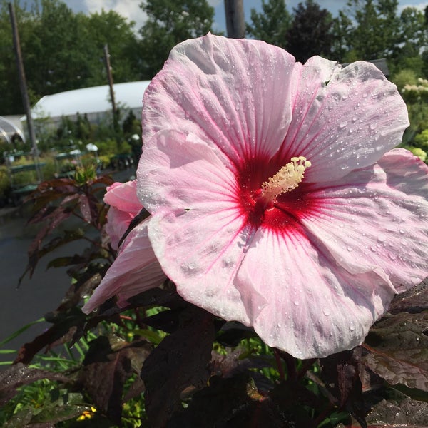 Hadley Garden Center Garden Center