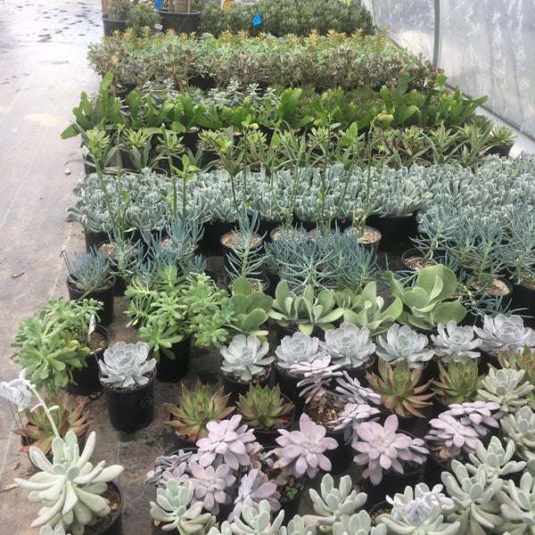 Can't get over how many succulents they have!