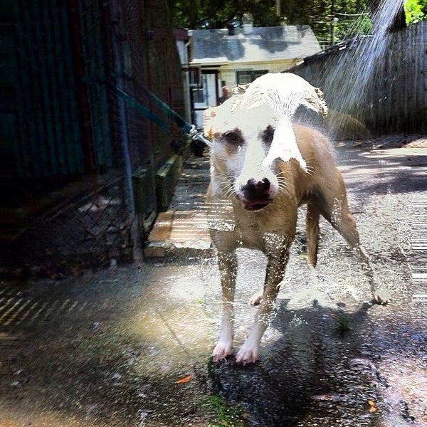 Little Shelter Animal Rescue & Adoption Center Huntington, NY