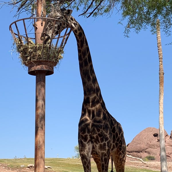 4/23/2022 tarihinde Betsy S.ziyaretçi tarafından Phoenix Zoo'de çekilen fotoğraf