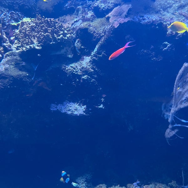 Foto tomada en Aquarium of the Pacific  por Ann P. el 10/5/2023