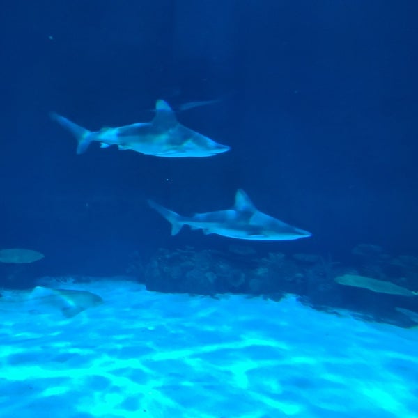 Foto tomada en Shark Reef Aquarium  por Edgar G. el 1/2/2023