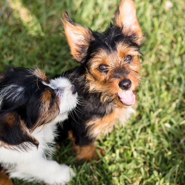 windsor farm puppies