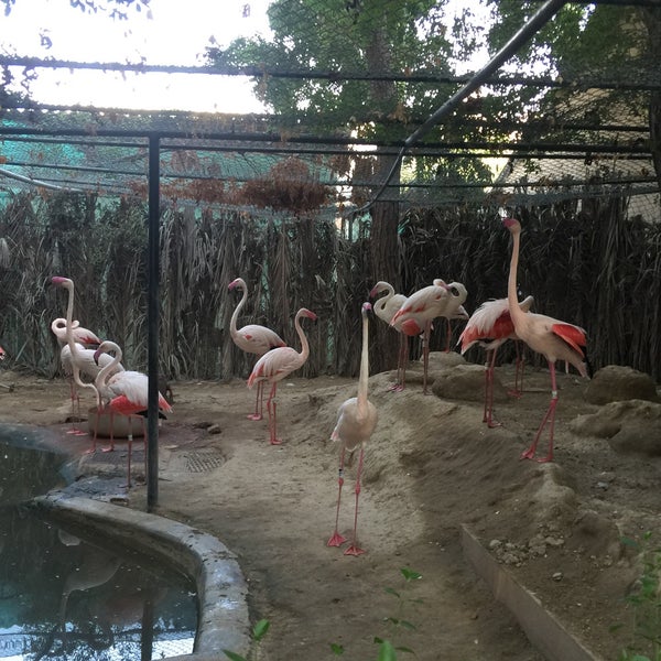 Dubai Zoo (Now Closed) Zoo in Jumeirah