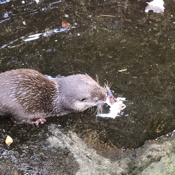 6/14/2018にOmar P.がAuckland Zooで撮った写真