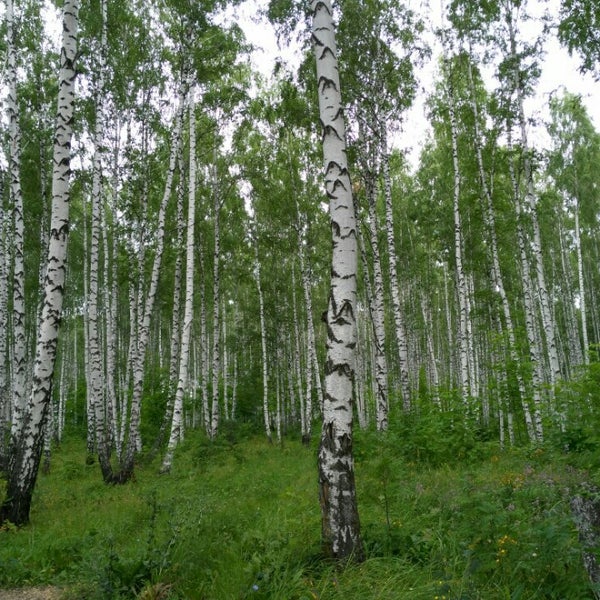 Милая роща пензенская область кафе. Милая роща гостиница пенза. Милая роща. Вот она милая роща. Пензенский народный хор милая роща.