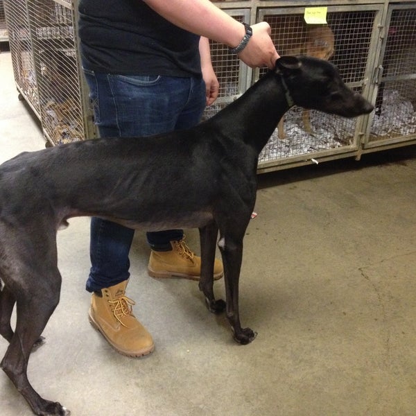 PetSmart Pet Supplies Store in Alexandria