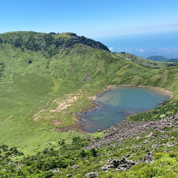 Халласан цветы близко