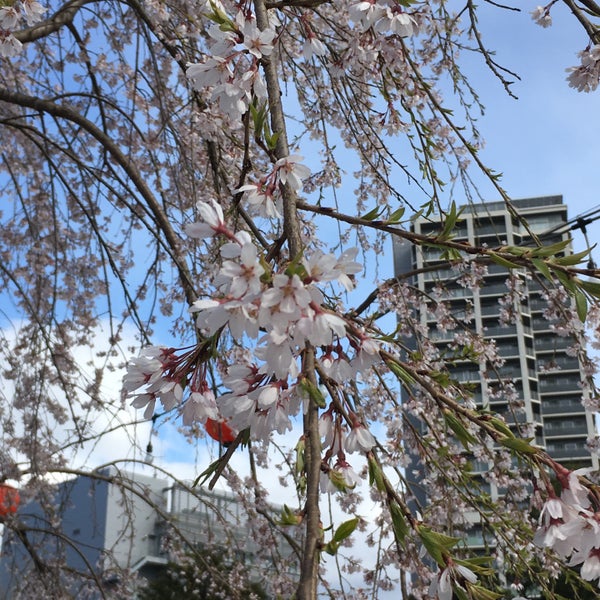 Photos At 愛姫櫻 青葉区桜ケ岡公園1 3 Photos At 愛姫櫻 青葉区桜ケ岡公園1 3
