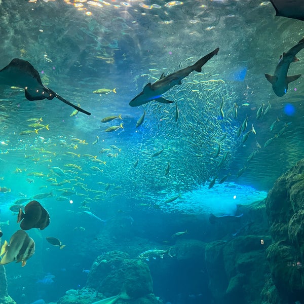 Foto diambil di Enoshima Aquarium oleh おふね pada 1/1/2024