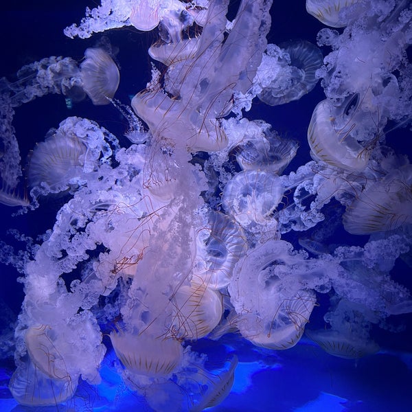 11/27/2023 tarihinde おふねziyaretçi tarafından Enoshima Aquarium'de çekilen fotoğraf