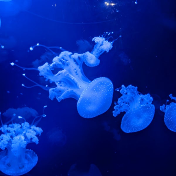 5/12/2023にCarol H.がVancouver Aquariumで撮った写真