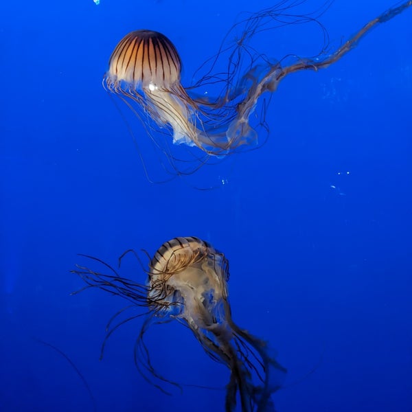 5/12/2023にCarol H.がVancouver Aquariumで撮った写真