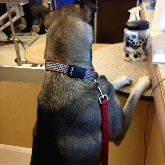 illusion collar petsmart