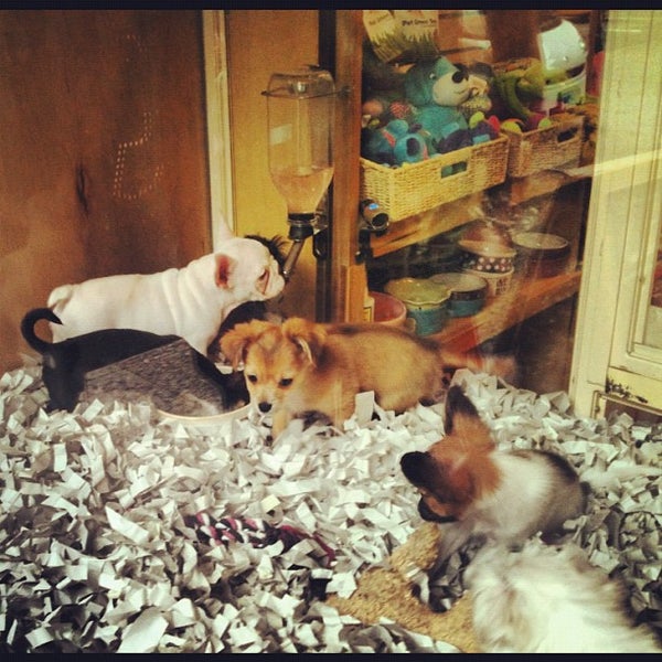 Foto scattata a Chelsea Kennel Club da Amber D. il 12/9/2012